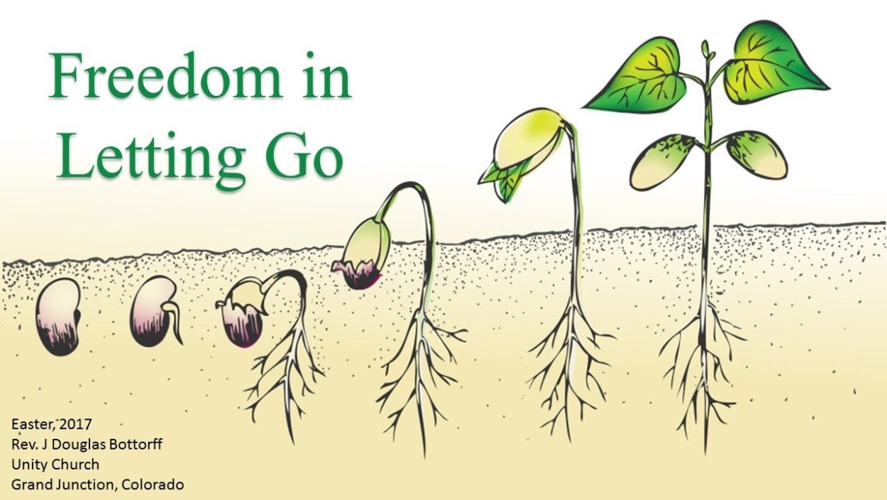 Цикл цветения подсолнуха