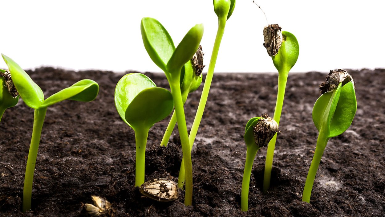 Гинкго прорастание