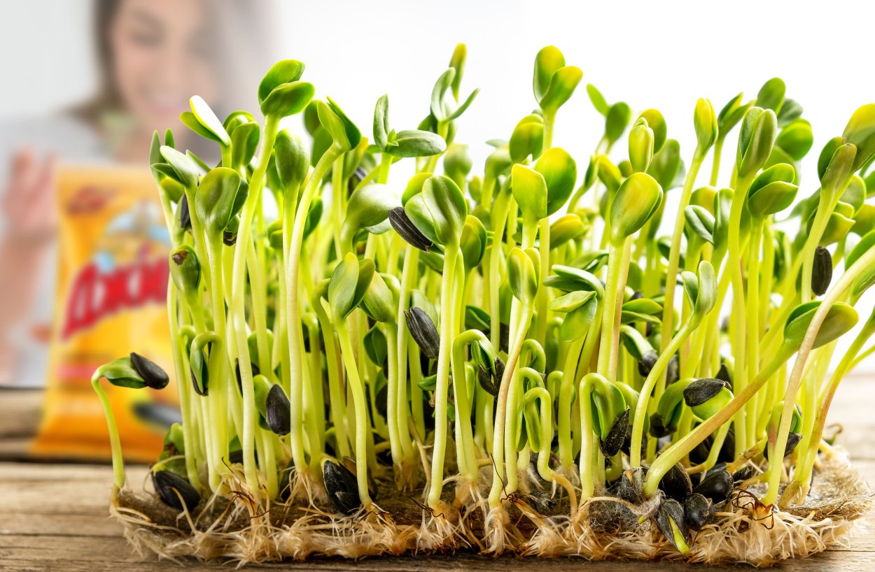 Пророщенная микрозелень