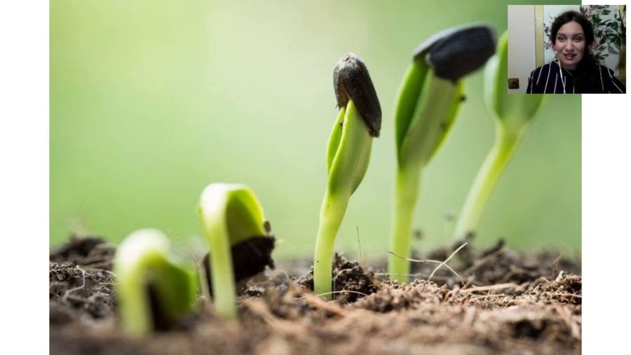 Прорастание семян подсолнечника