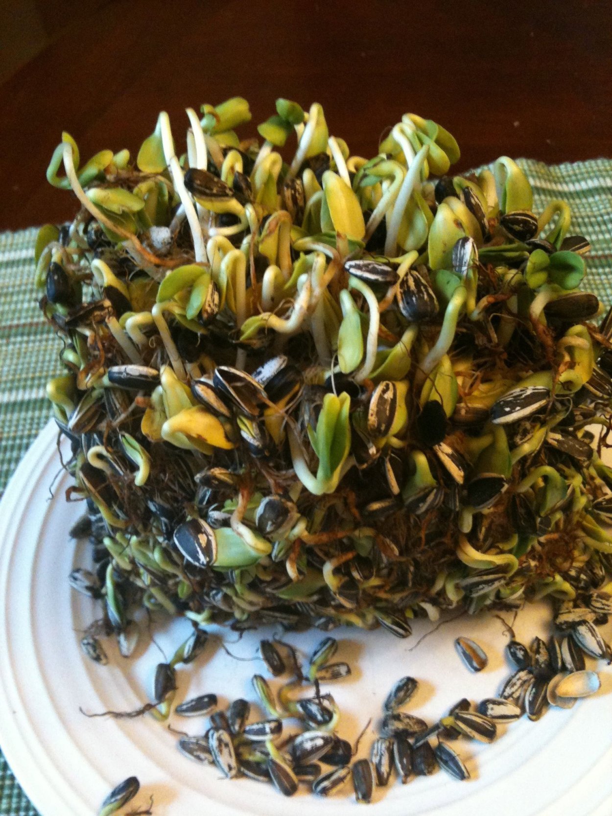 Росток подсолнуха