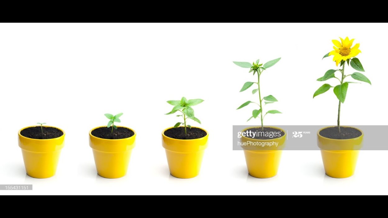 Отросток подсолнуха