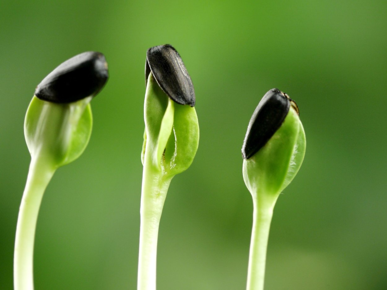 Семечко подсолнуха прорастание