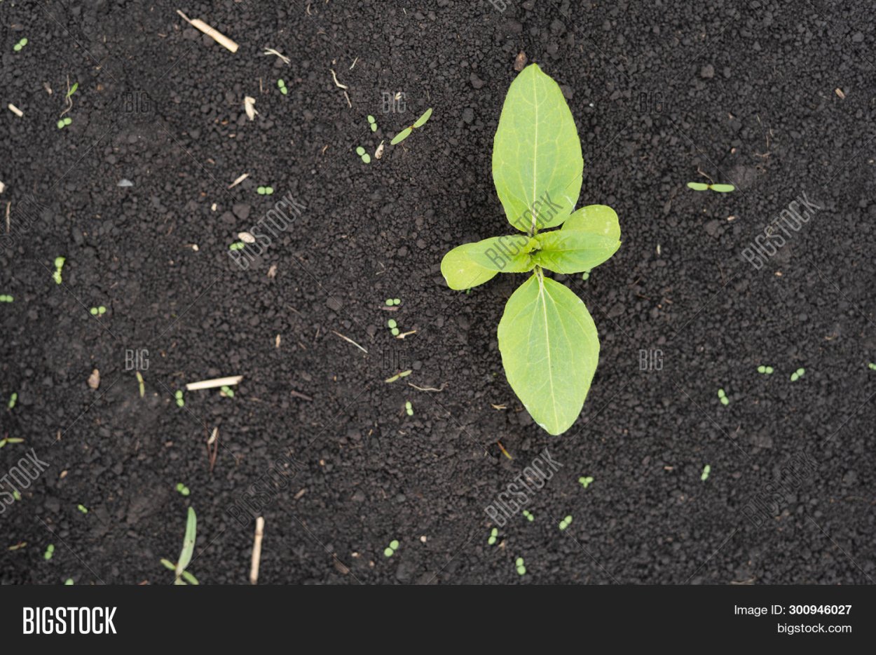 Ростки подсолнухов