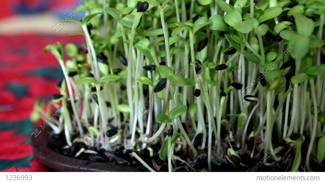 Ростки подсолнуха в проращивателе