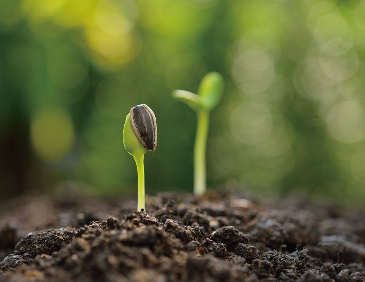 Росток семечки подсолнуха