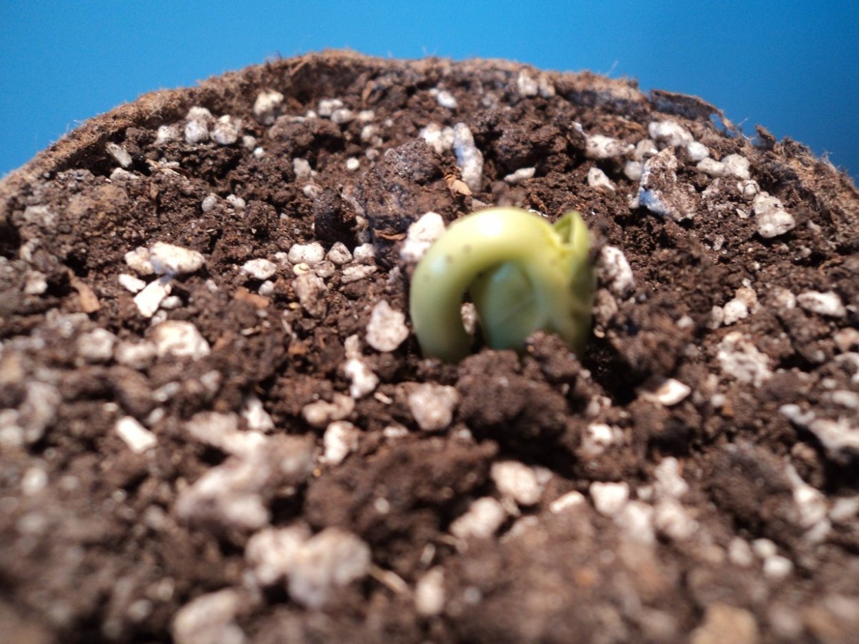 Прорастание семян лука