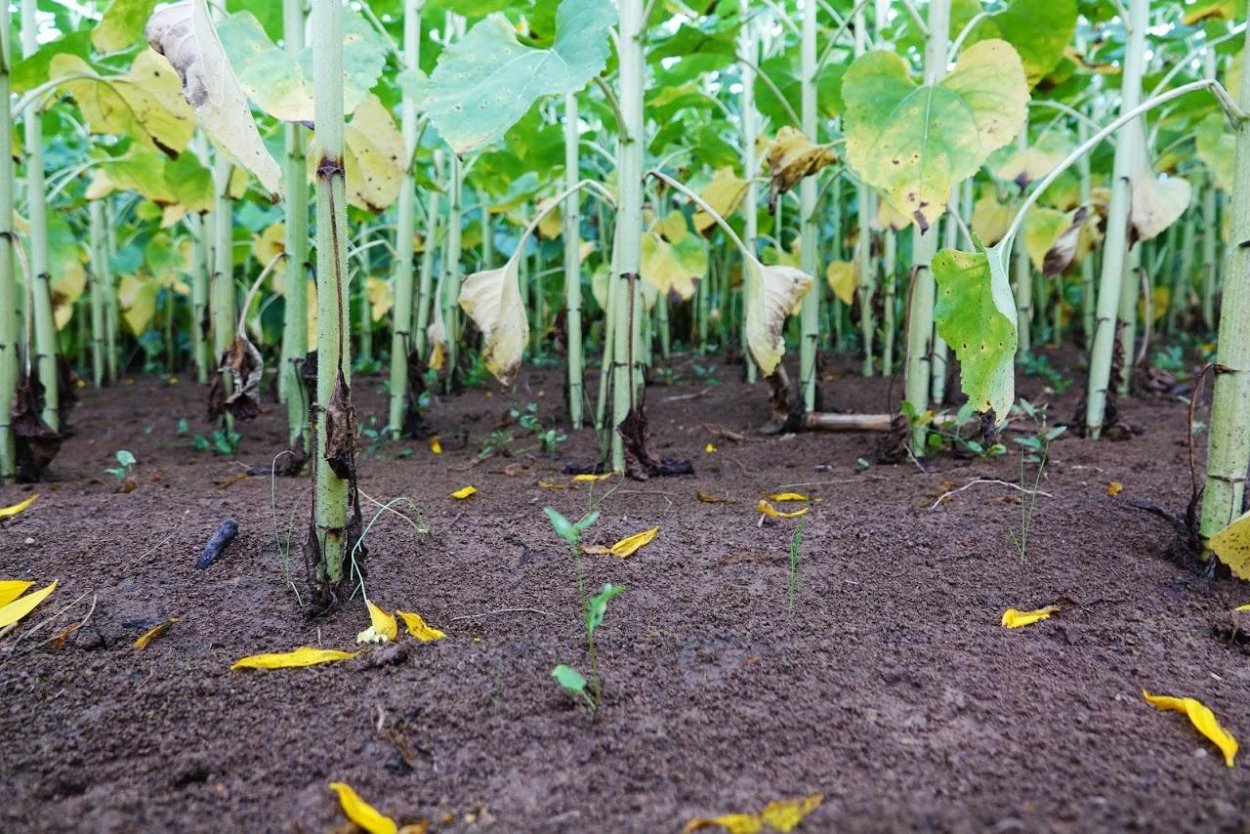 Прорастание семян проросток