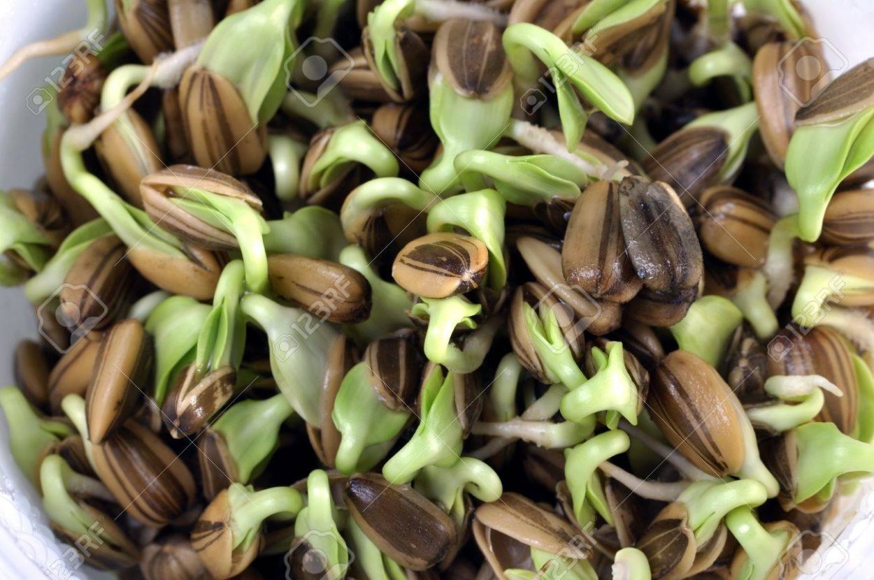 Пророщенные семена подсолнуха