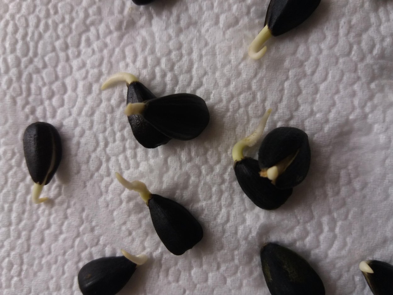 Пророщенный подсолнух