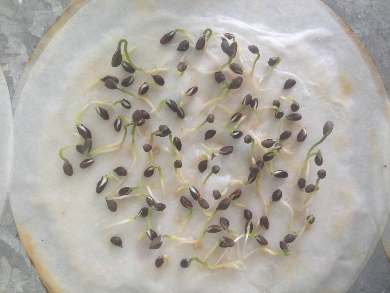 Всходы подсолнечника 4 листа