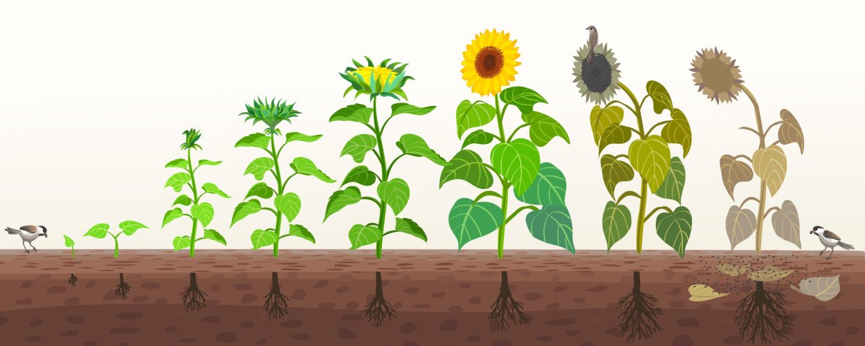 Как выглядит Росток подсолнуха