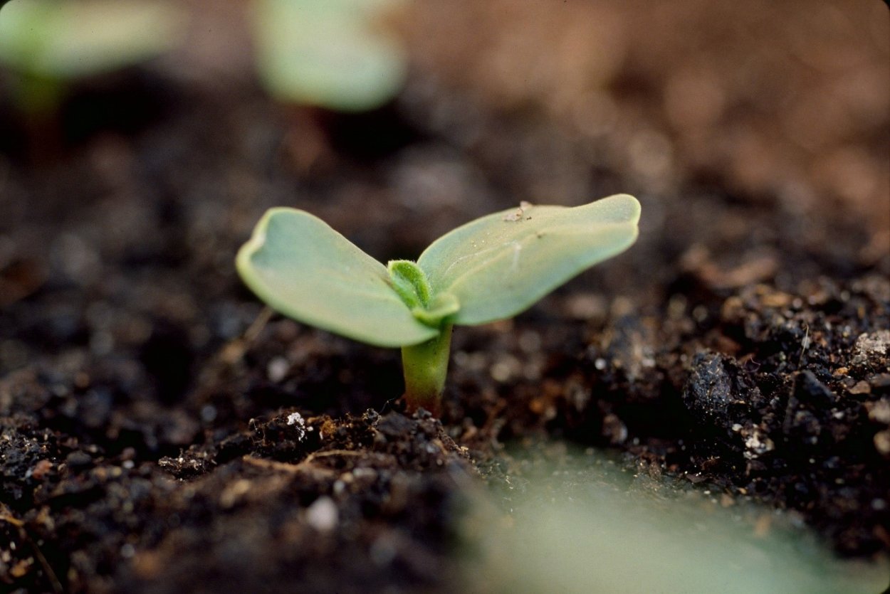 Как вырастить подсолнух из семечки