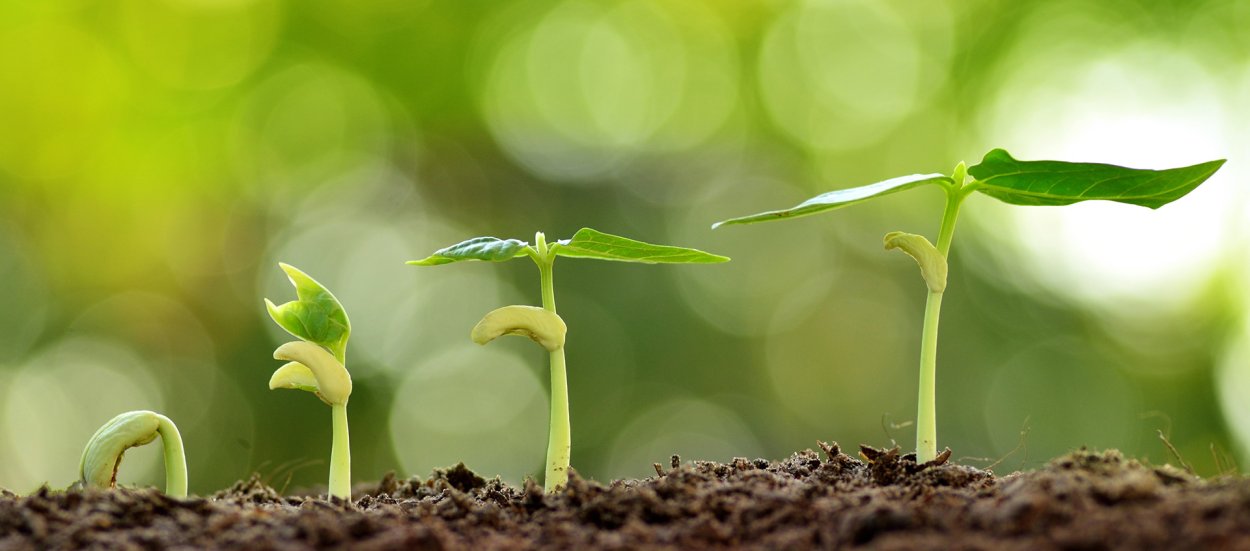 Этапы прорастания семени Боба