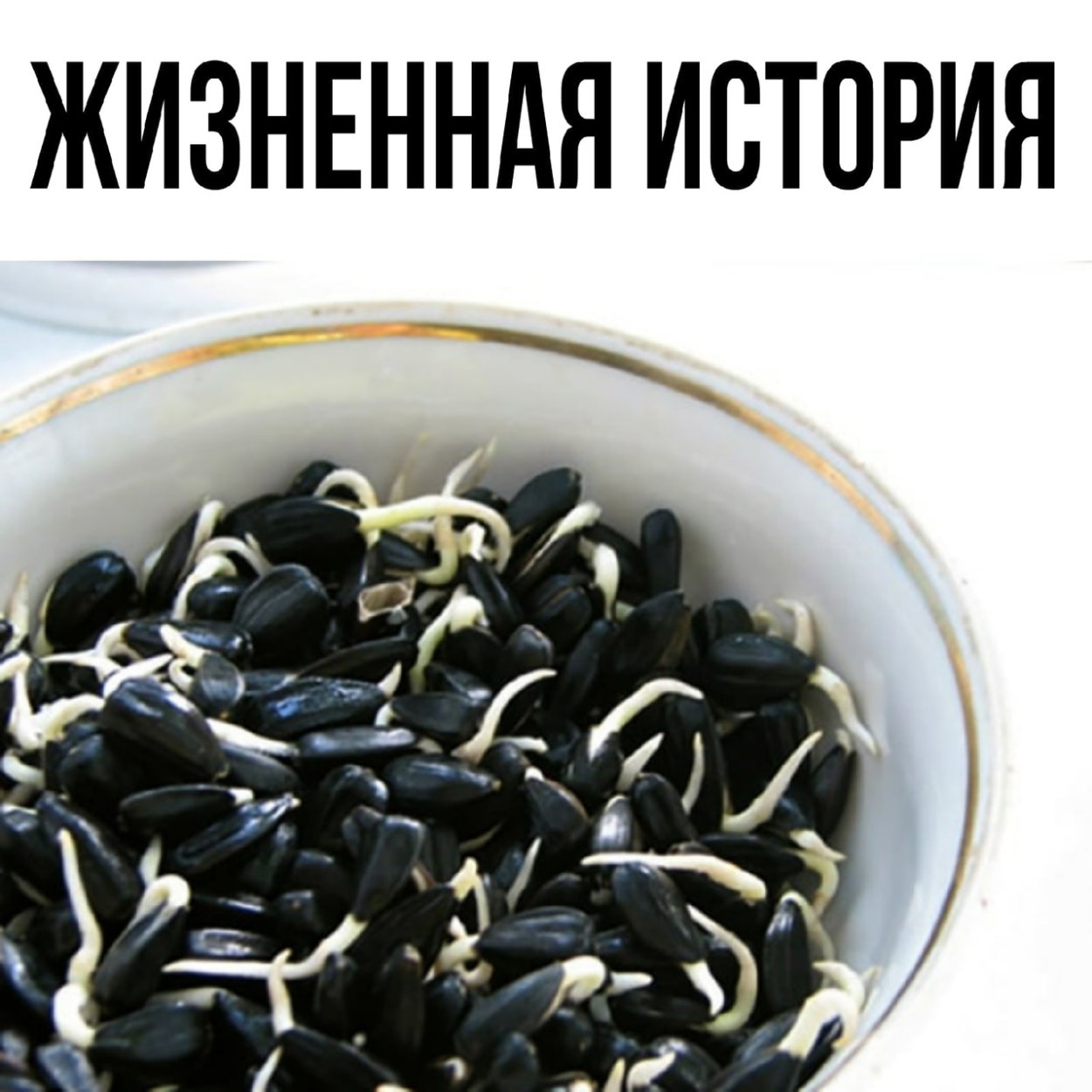 Прорастание семян подсолнечника