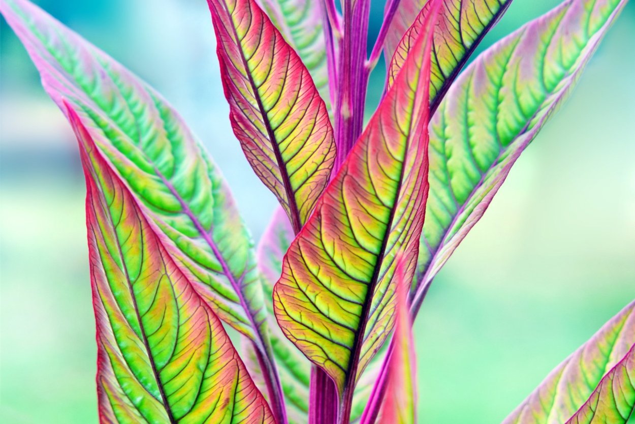 Цветок с разноцветными листьями