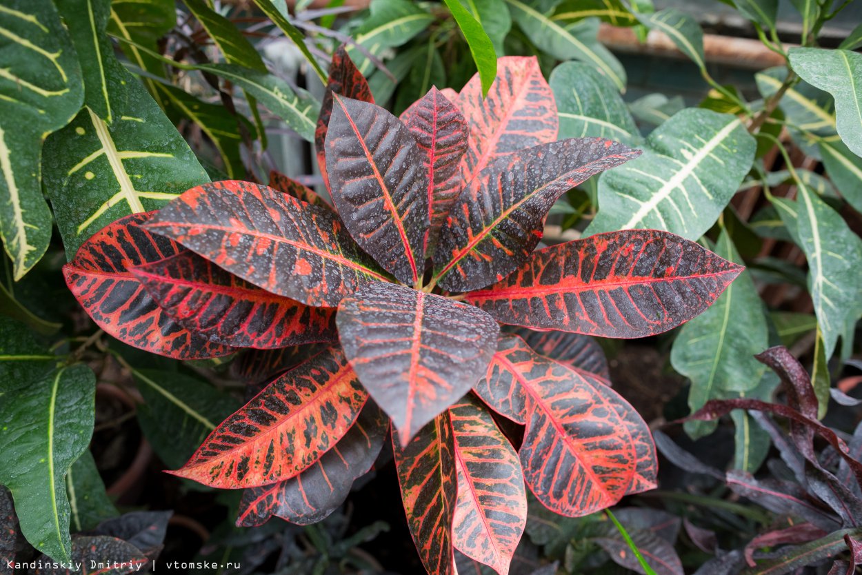 Цветок Кодиеум пестрый