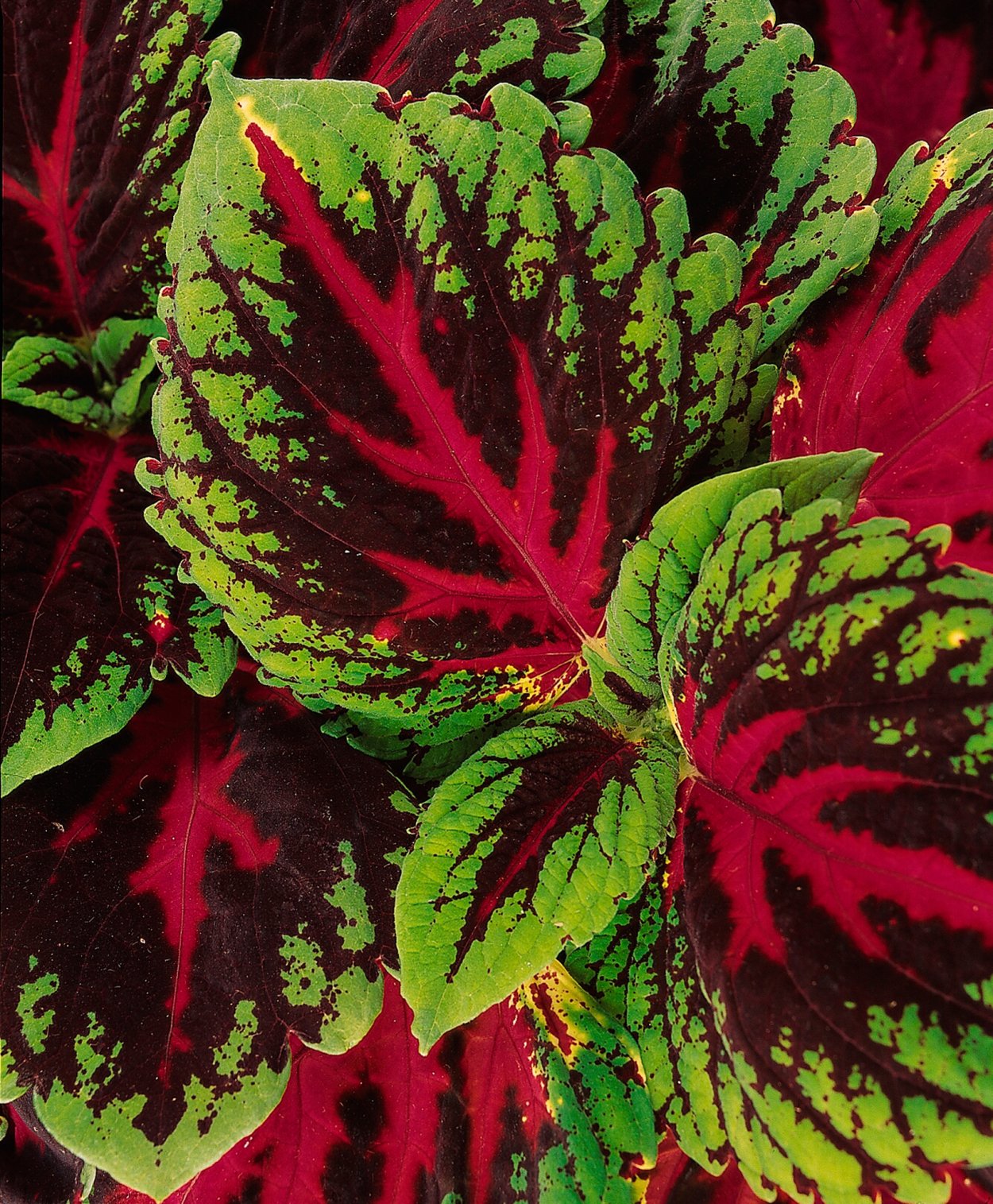 Колеус Ренельта