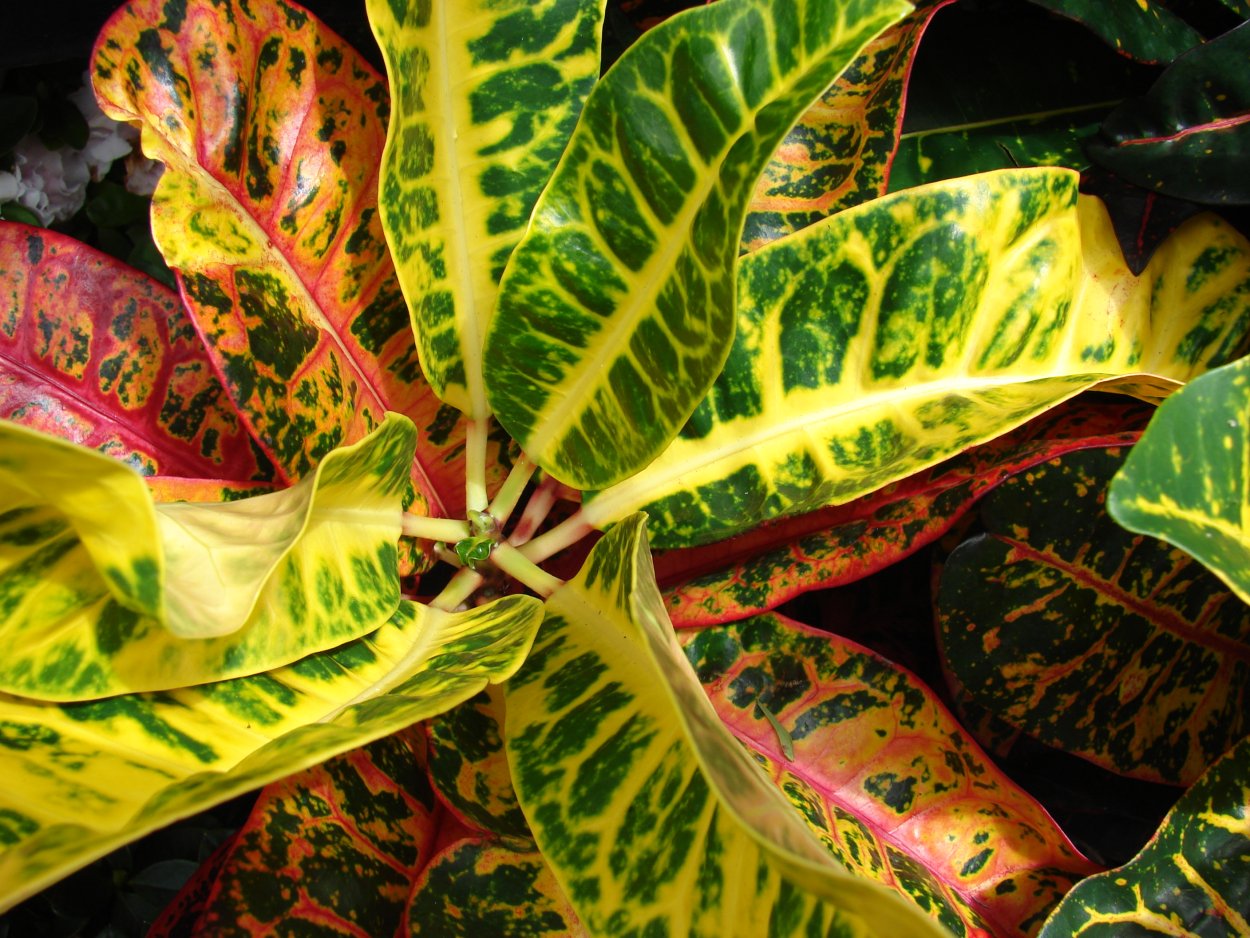 Кодиеум Экселент цветок