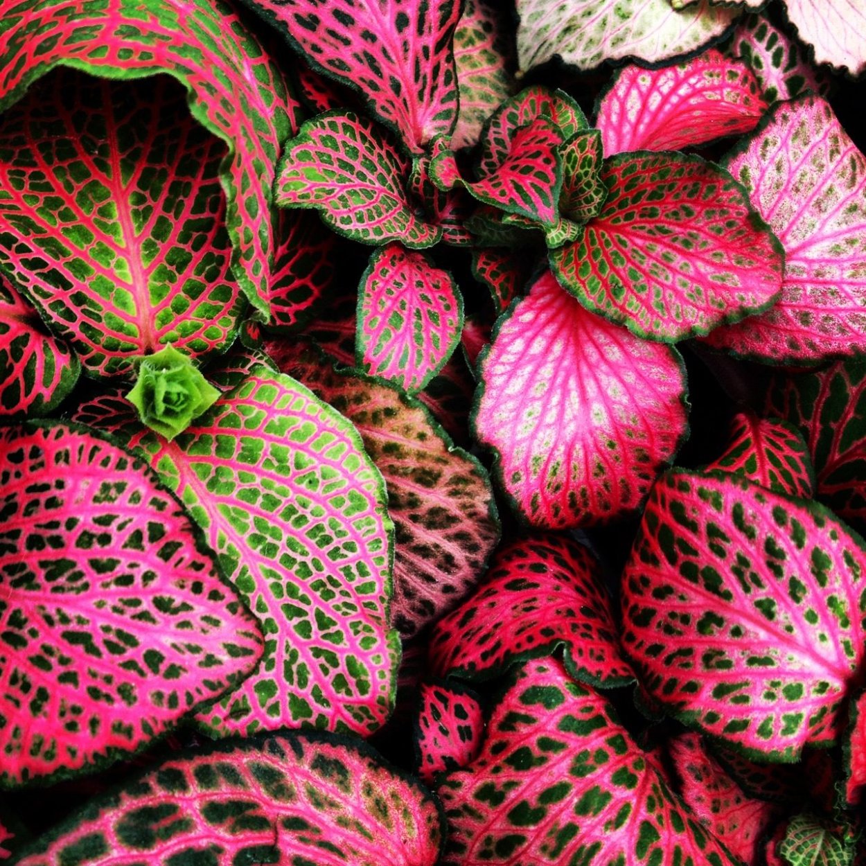 Колеус Блюма Kong Red