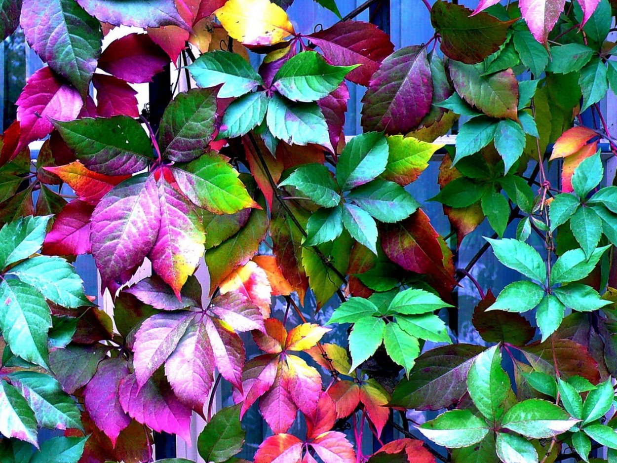 Комнатное растение с разноцветными листьями