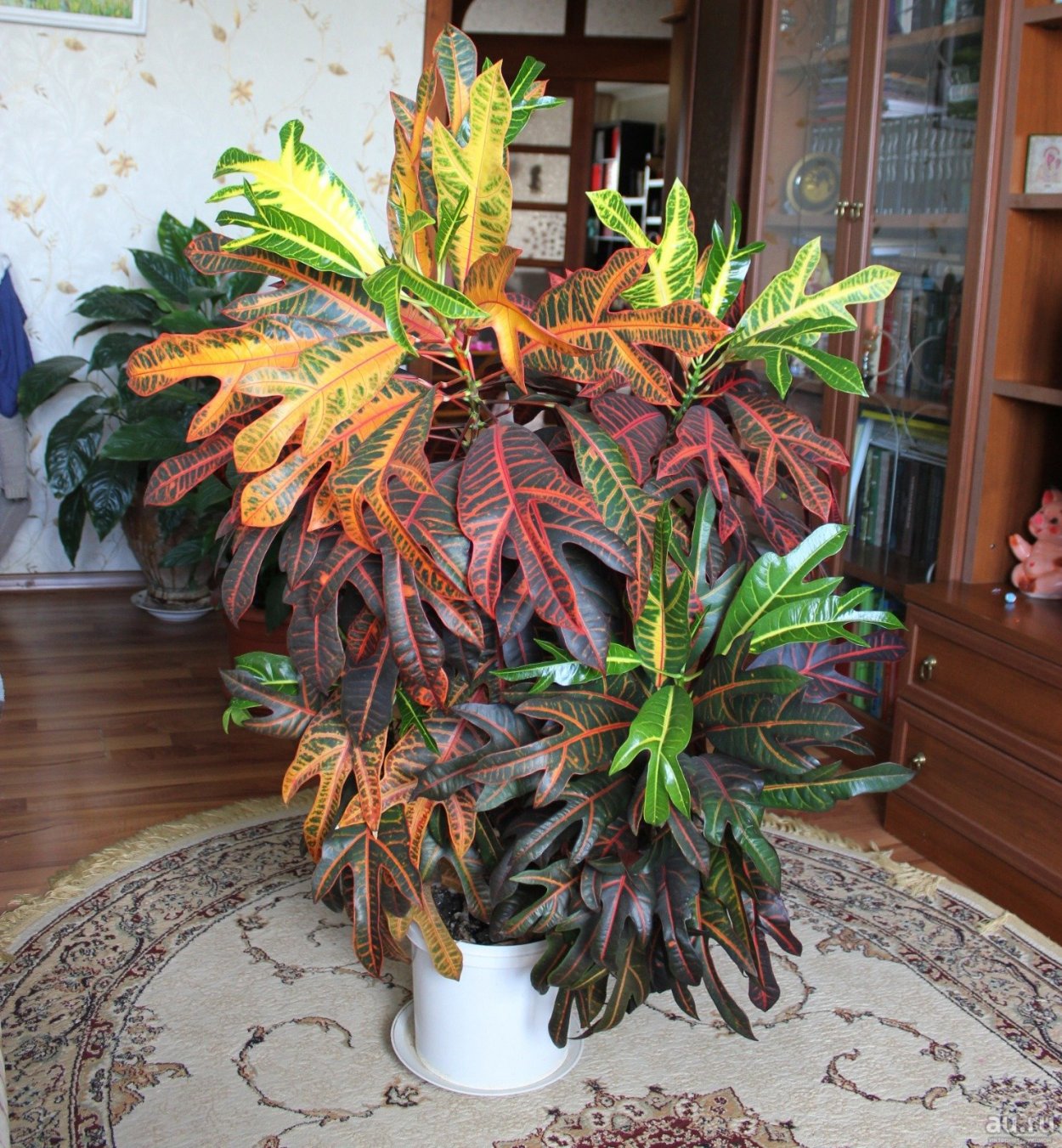 Колеус Блюме (Plectranthus scutellarioides)