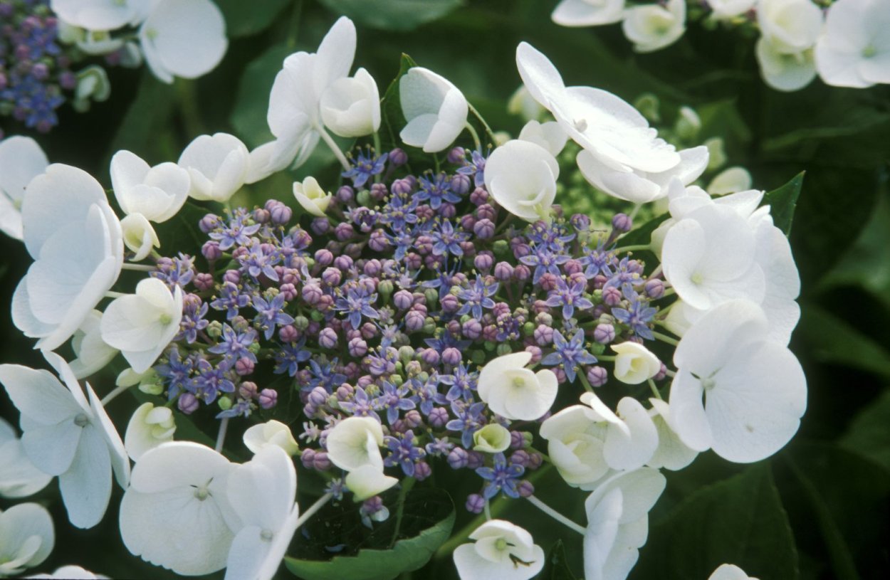 Гортензия биколор Лилак-Вайт