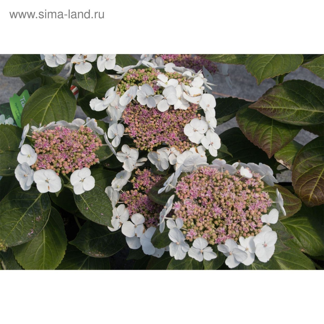 Гортензия макрофила Либелле