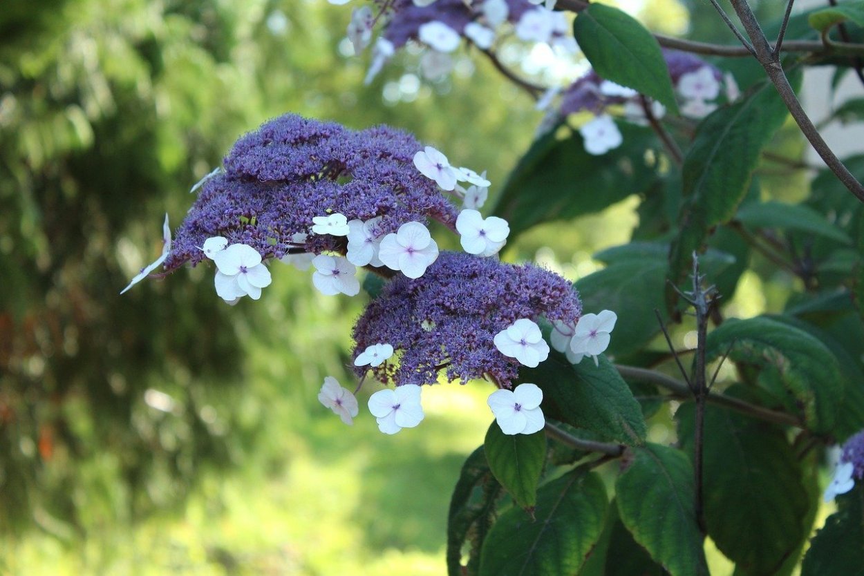 Гортензия Саржента