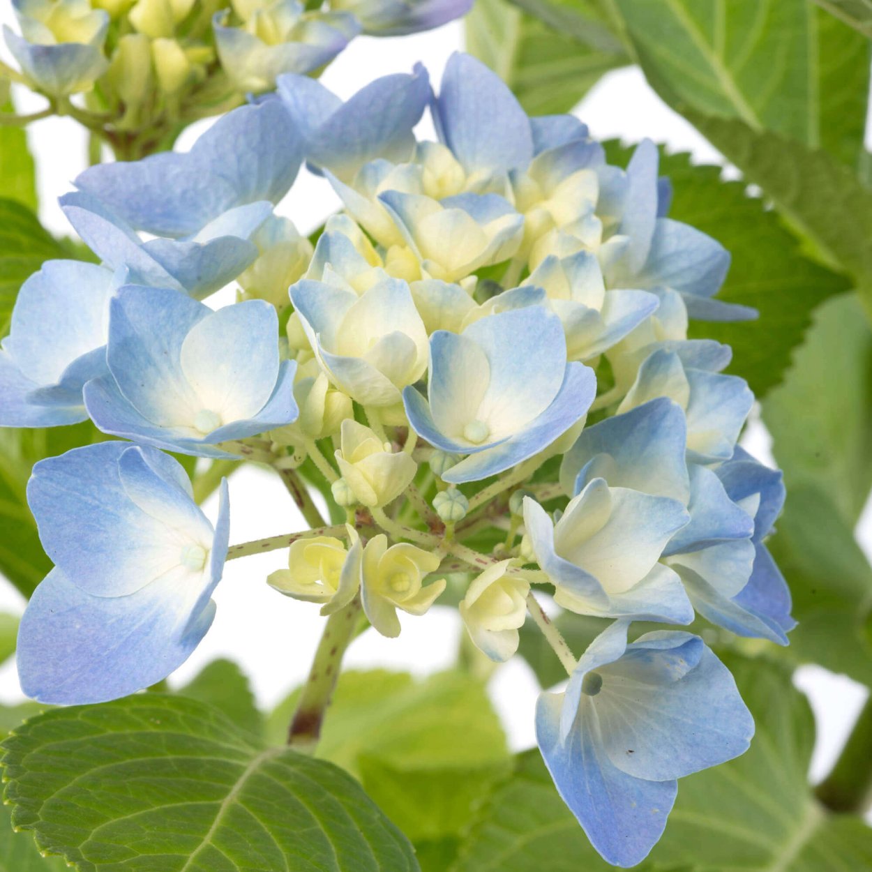 Гортензия Сибирская Лидия