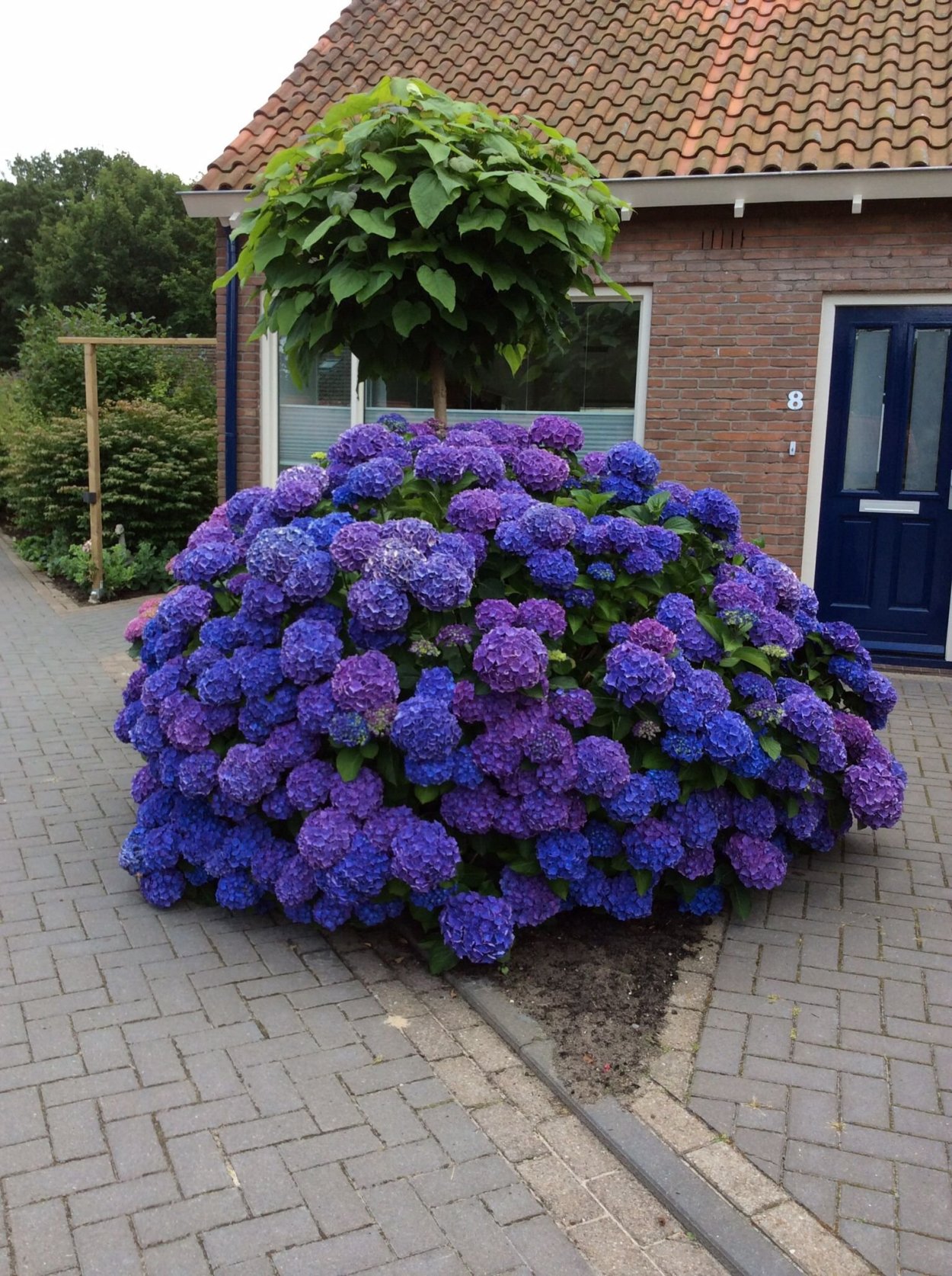 Гортензия Садовая крупнолистная