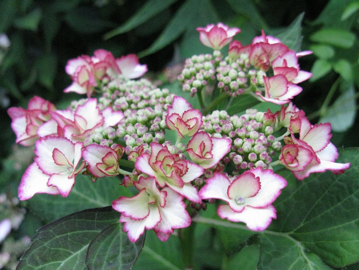 Гортензия крупнолистная ред айс