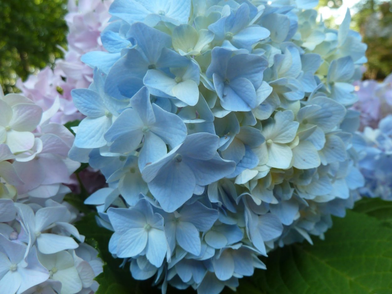 Гортензия ангел Бланш