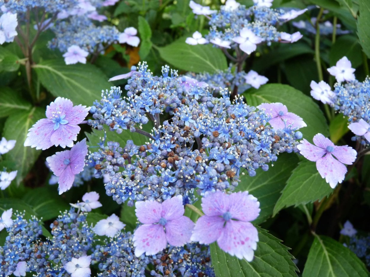 Hydrangea macrophylla 'Mariesii perfecta' (h. macrophylla 'Blue Wave')