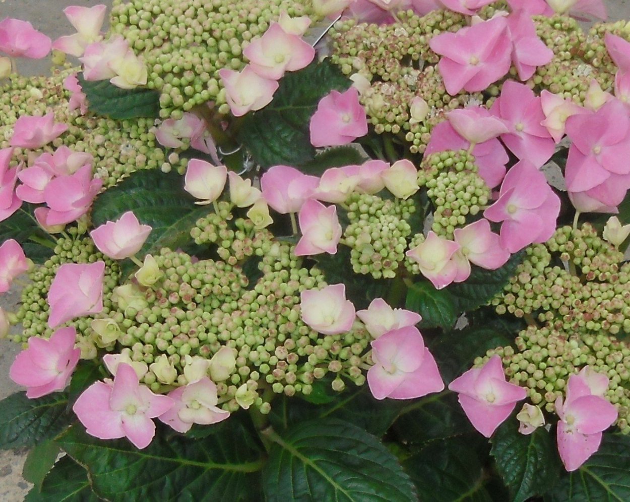 Гортензия крупнолистная Messalina