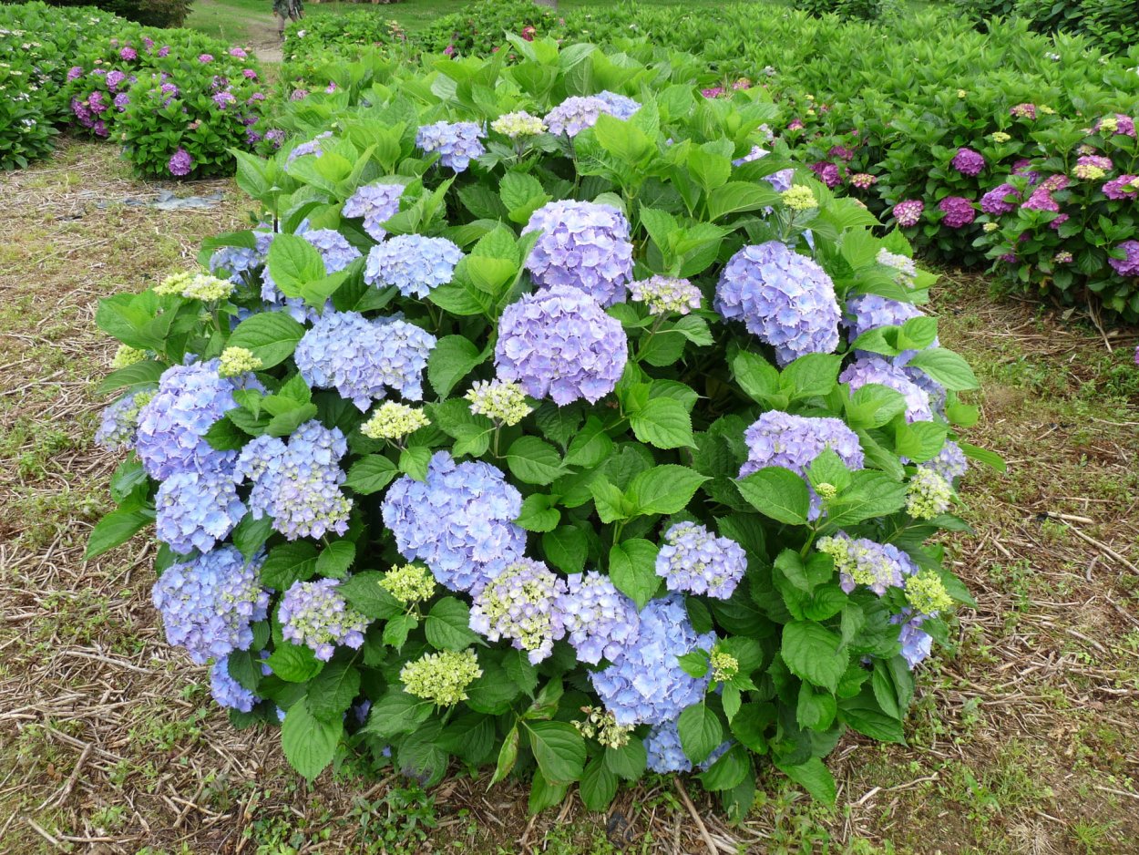 Хризантемы+ гортензия