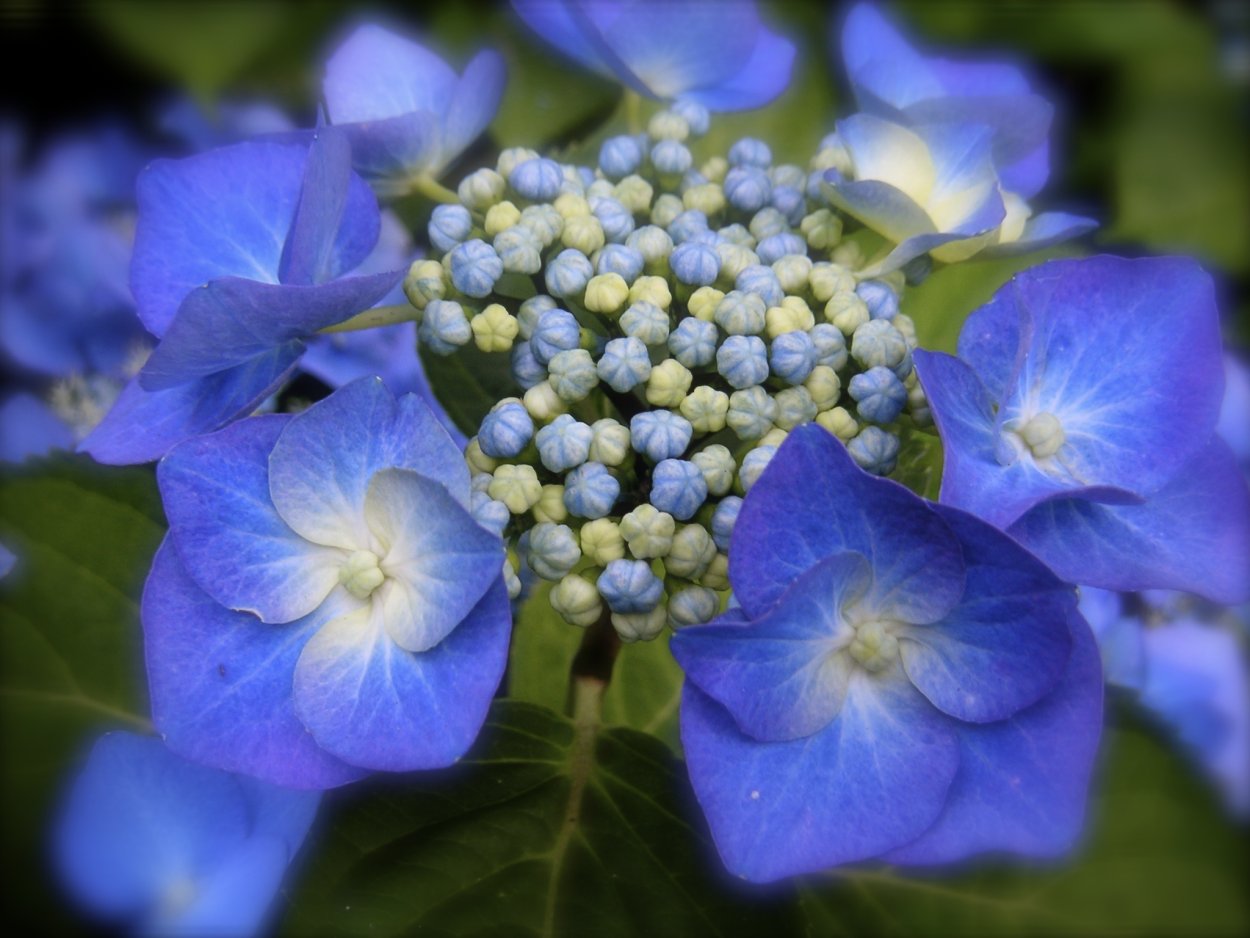 Гортензия Hydrangea