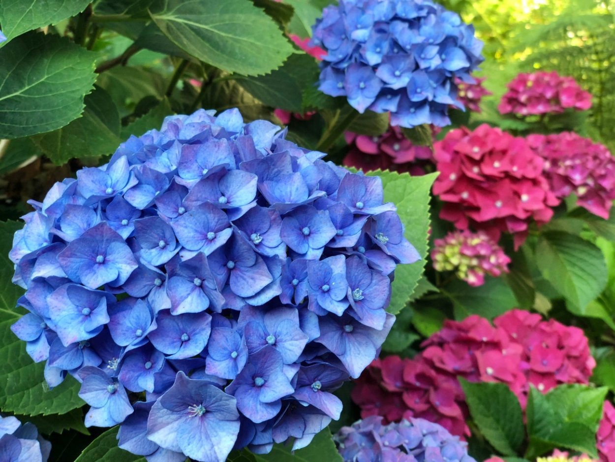 Гортензия Сибирская Лидия