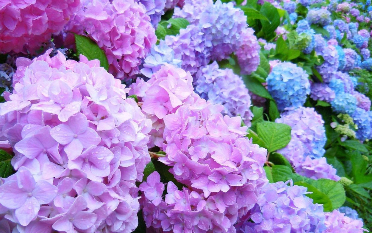 Гортензия метельчатая Тардива