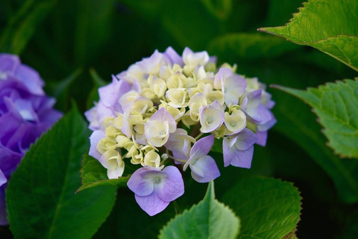 Гортензия Шнибаль