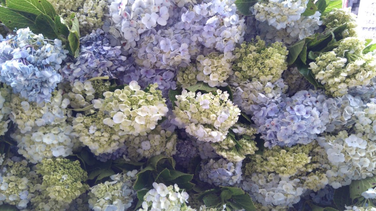 Гортензия крупнолистная Sabrina