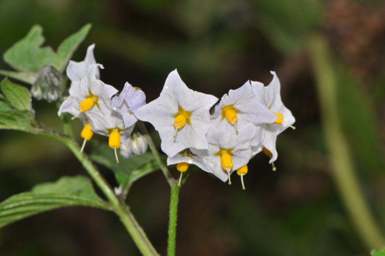 Покрытосеменные Пасленовые
