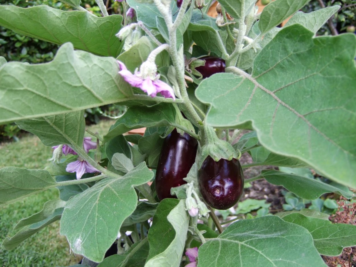 Паслен черный сорняк