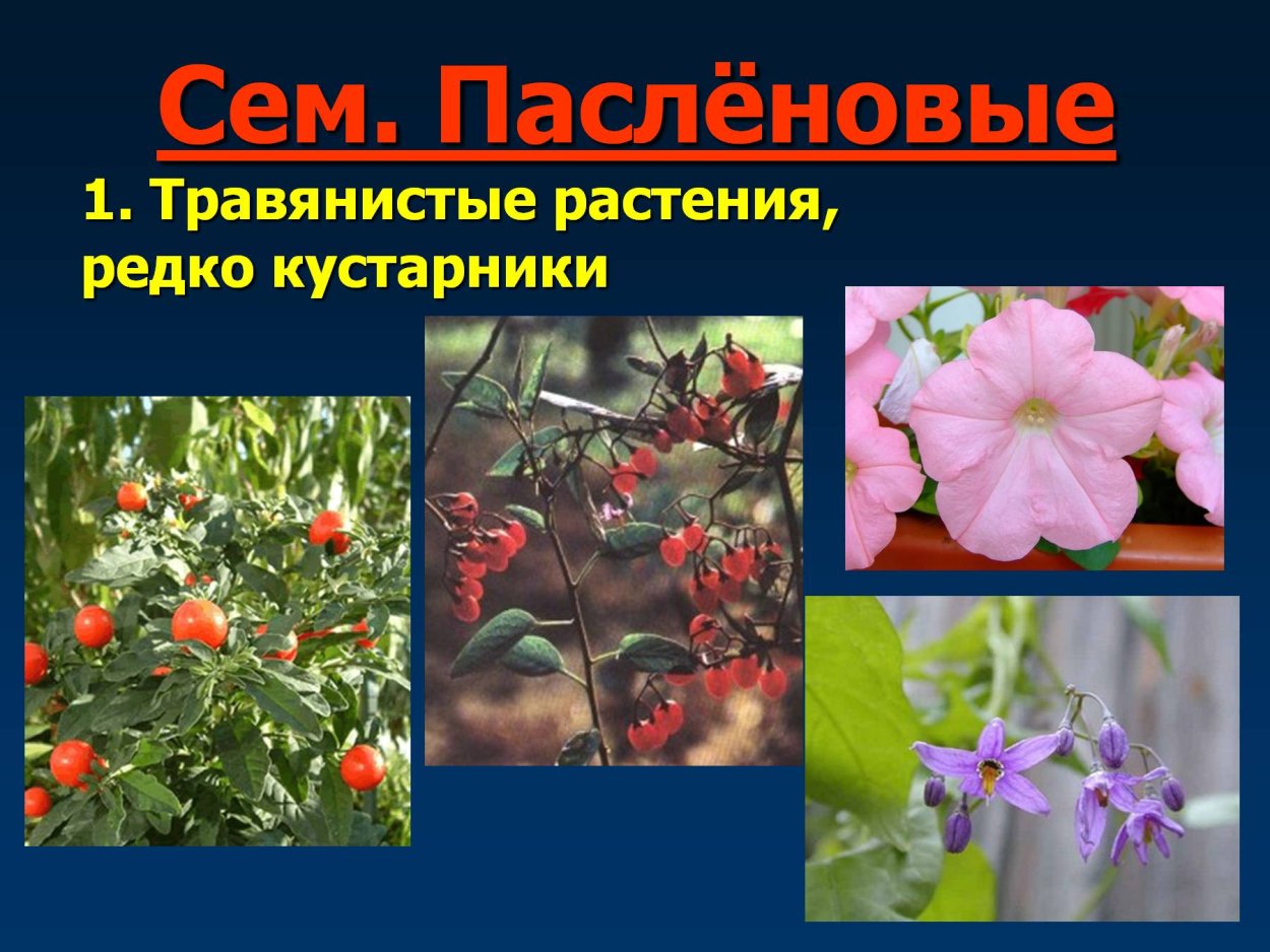 Паслён чёрный plantarium