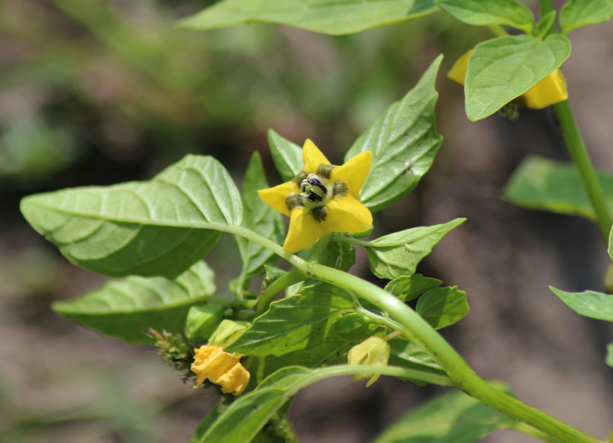 Паслен Китагавы