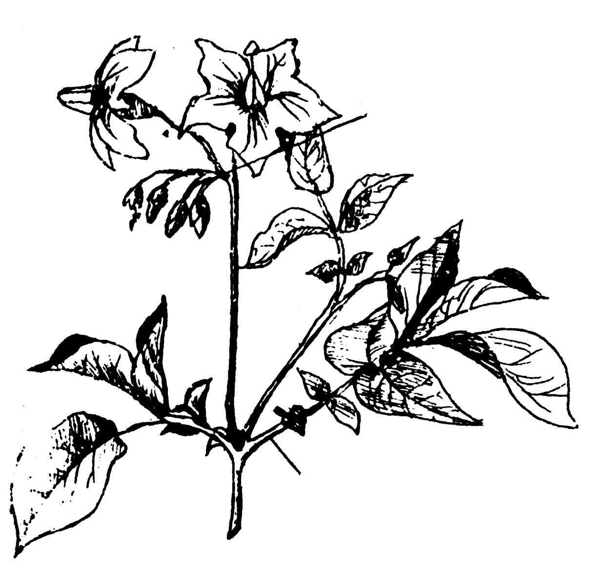 Паслен Дулькамара