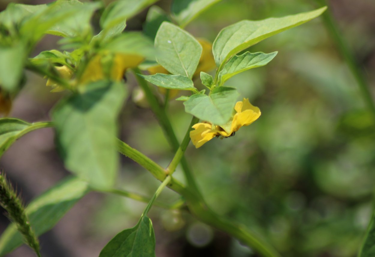 Паслён чёрный