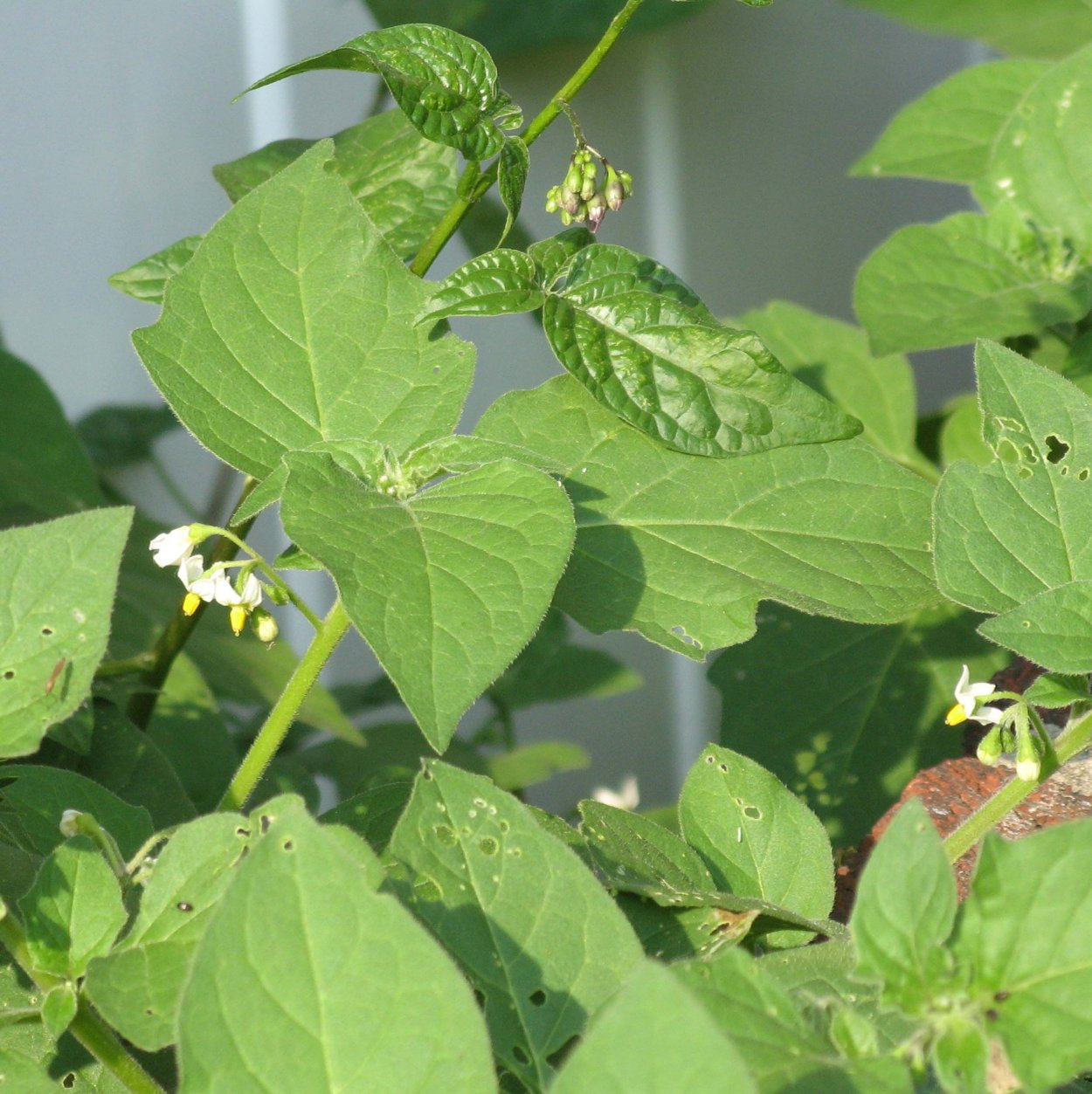 Ядовитые Пасленовые растения