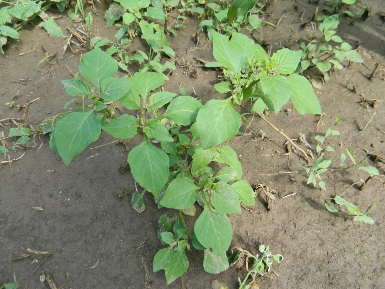 Листья паслена сладко Горького