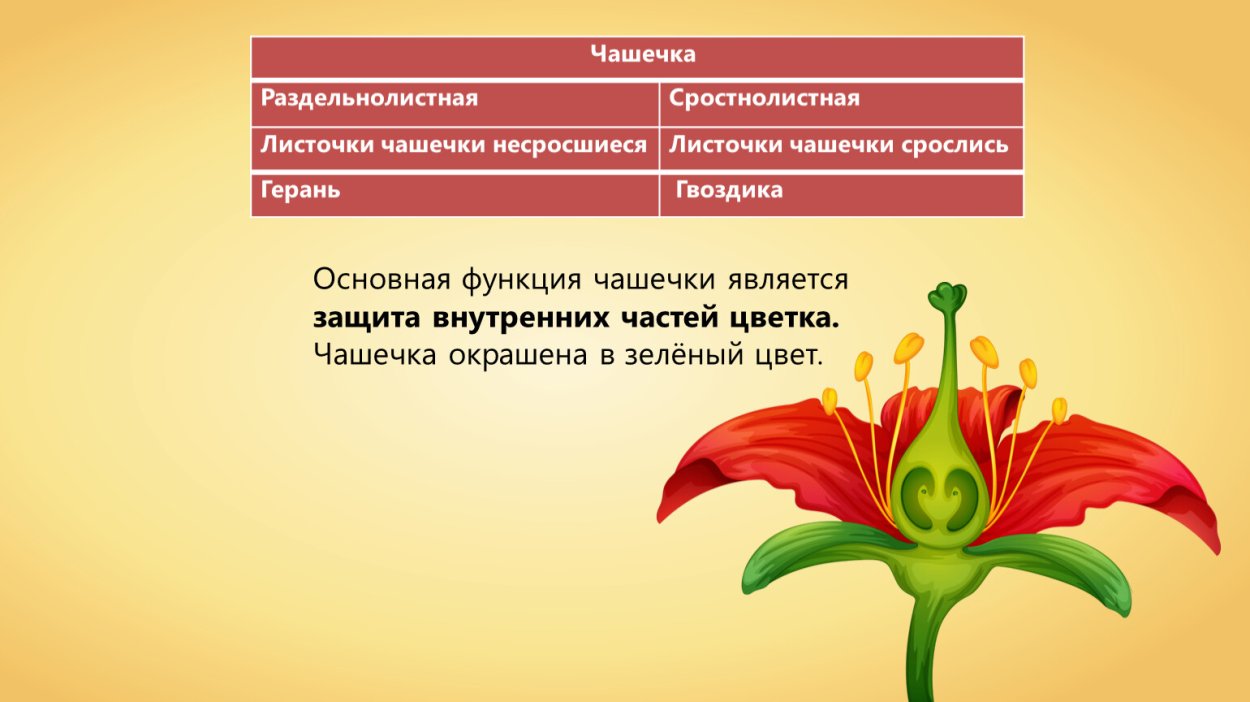 Чашечка раздельнолистная или сростнолистная